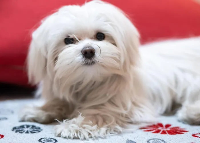 Santamaggiore Affittacamere 4*