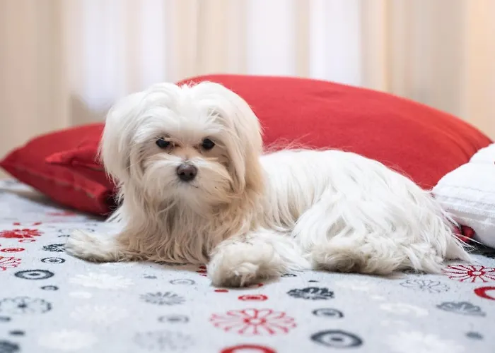 Santamaggiore Affittacamere