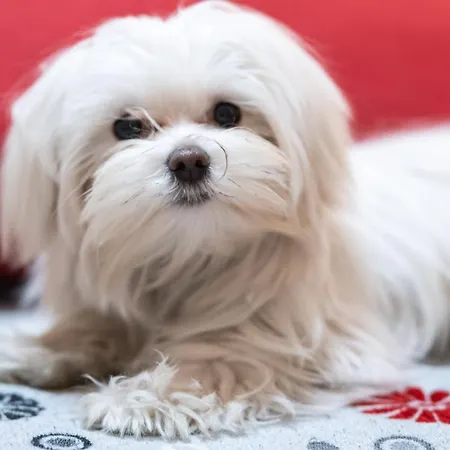 Santamaggiore Konukevi 4*