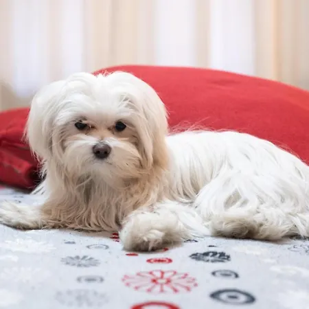 Santamaggiore Konukevi